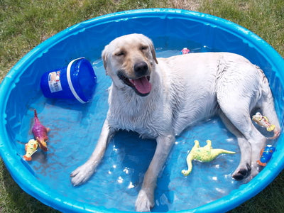Keep Your Dog Safe This Summer